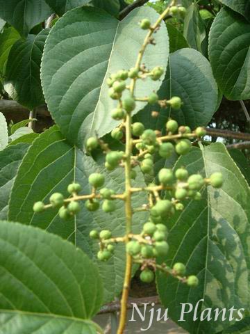 Celastrus��angulatus��Bitterhullvine��AngleBittersweet����ì��Celastraceae��/��Ƥ��//