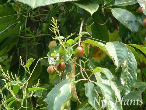 Euonymus��carnosus.Hemsl.��LargeflowerEuonymus����ì��Celastraceae��/������ì//