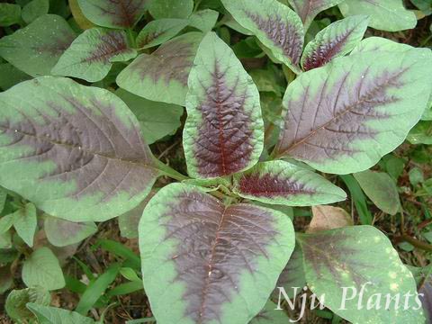 Amaranthus��tricolorLinn.��Three-colouredAmaranth��FlowerGentle���ȿ�Amaranthacae��/��//
