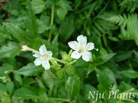 Mirabilis��jalapaLinn.��Four-o