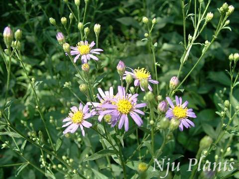 Aster��tataricusLinn.f.��TatarianAster���տ�Compositae��/����//