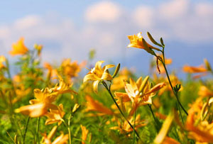 
����������Ȥ��(��ͼ)
//