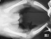 �ٴ��������ۡ����������Ͱ�����Ƥ��/����ժҪ/��������/ֻ�л���Ѫ��19S-IgM-FTA-ABS�������Բ���������÷����ϵ�����֤�ݡ�/