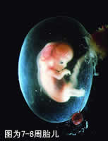 �������������Ӻ���������֢Σ��//