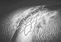 ����ҩ��ϴ��֧��չ��/JupiterScukpture����Ī˾ϴ��֧��/BiosensisBiokimusϴ��֧������B2��C�Ͳ���/ӡ�ȵ�infinnium֧��/����Ƥϸ��ǰ��ϸ������֧��/