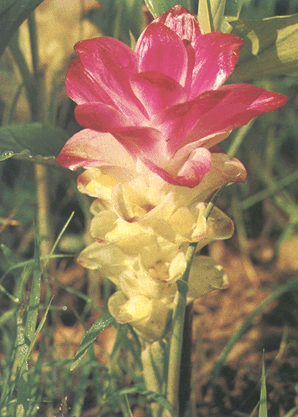 ������//