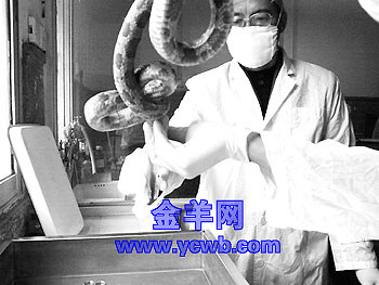 �о���Ա����Ѫ��Ϊ���ǵ估������Ⱦ��//