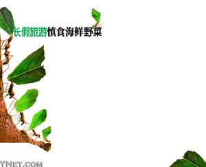 �������Ρ���ʳ����Ұ��//