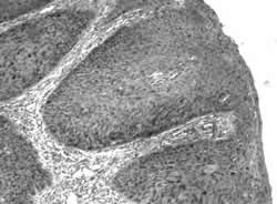 CIN1����ָ��/CIN2��3����ָ��/ASCCP2001������Ƥ�����䴦��ָ�ϼ��/��ò�������/����/��������/���ƺ�����/����г����Ե���Ի򹬾����������/