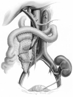 ����������ֲЧ����������//