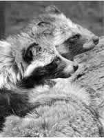 SARSδ��֮��//