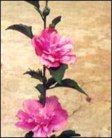 ľ��Ƥͼ��//