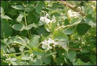 �̶���ͼ��//