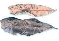 ����Ҷͼ��//