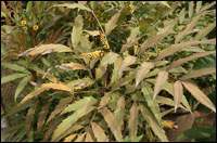 ʮ����Ҷͼ��//