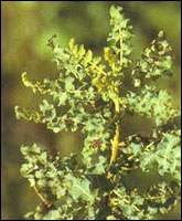 ����ͼ��//