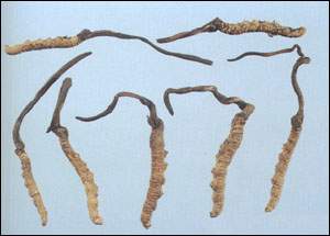 �����Ĳ�ͼ��//