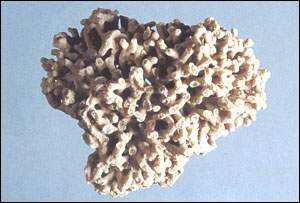 ����ʯͼ��//