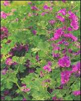 ������ͼ��//