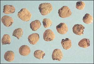 ������ͼ��//