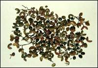 ����ͼ��//