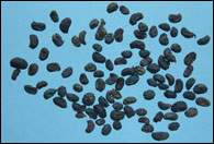 Ů����ͼ��//