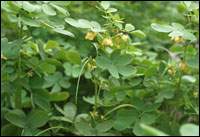 ������ͼ��//