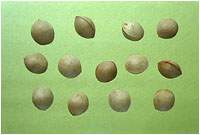 ����ͼ��//