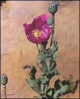 ��ڿ�ͼ��//