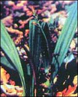 ɽ�ȹ�ͼ��//