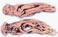 ����ͼ��//