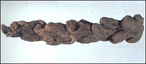 ����ͼ��//