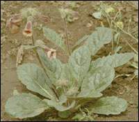 ���ػ�ͼ��//