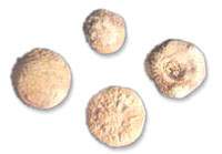 ������ͼ��//