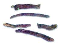 ���Ƥͼ��//