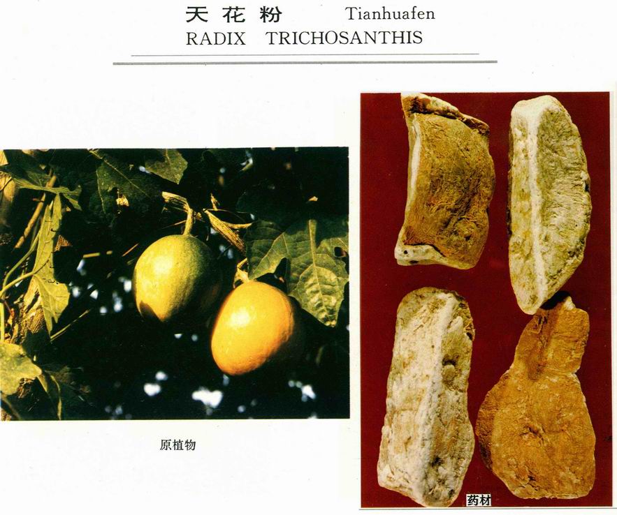  天花粉.JPG