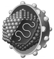 ����HCV1�͸�Ⱦ�������;ۺ�ø���Ƽ�NM283��Ч����ȫ�Ժ�//