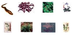  �������� ��������֢ ר����ʾ���ǣ��������򲡣���ֻ����Ѫ�ǣ�