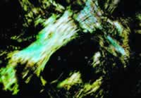 2005�����ҽѧʮ�����ź�ѡ����