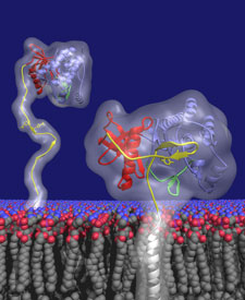 ��������ά�ṹ��ʾ��Ѫ�������Ļ���//