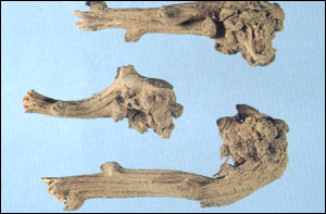 ������ͼ��-����������//