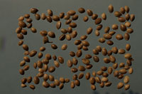 ������ͼ��-��ʵ������//