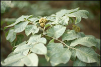 ������ͼ��-��ʵ������//