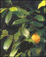 �ⶹޢͼ��-��ʵ������//