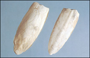 ������ͼ��---������//