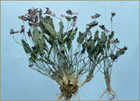 �ϵض�ͼ��---ȫ����//