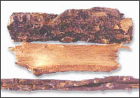 ��ͩƤͼ��---Ƥ��//