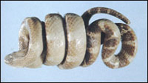 �׻���ͼ��---������//