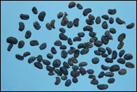 Ů����ͼ��---��ʵ��//