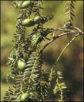 ���ͼ��-��ʵ������//